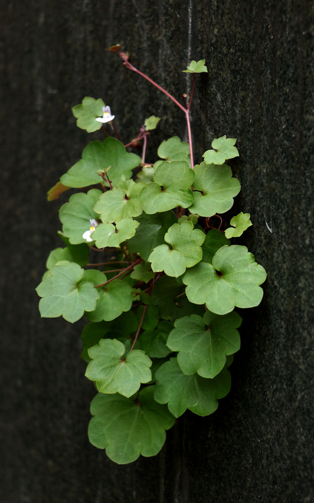 Image of Cymbalaria muralis specimen.