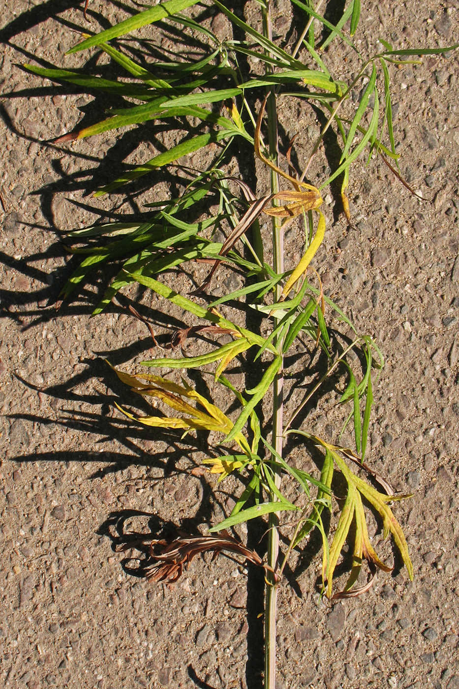 Image of Artemisia umbrosa specimen.