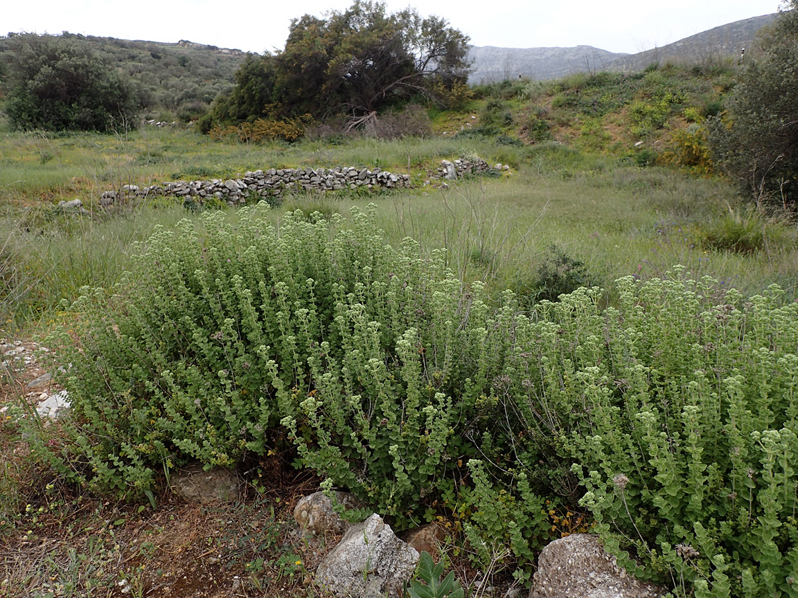 Image of Origanum onites specimen.
