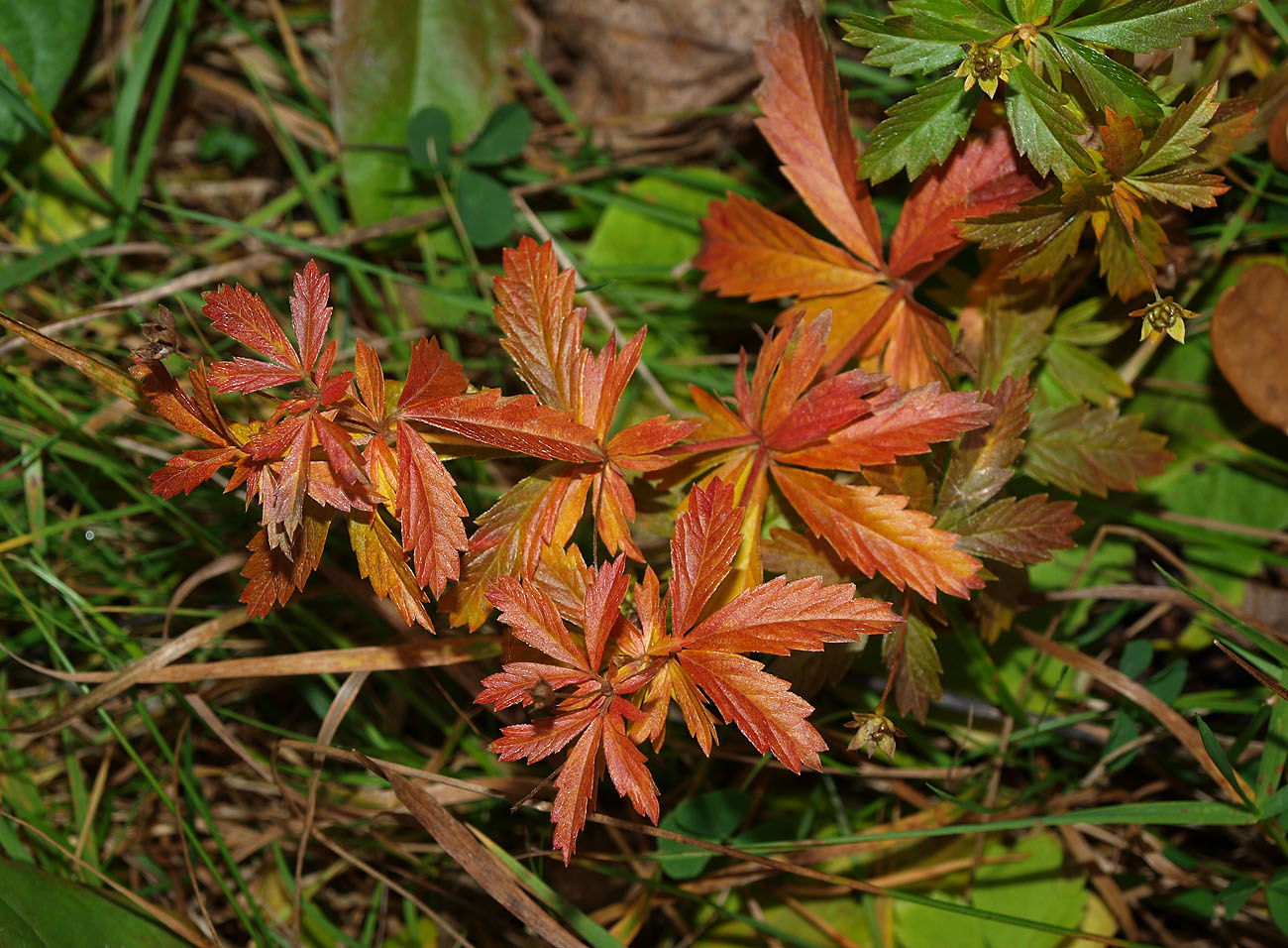 Image of Potentilla erecta specimen.
