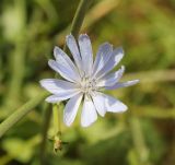 Cichorium intybus. Соцветие. Грузия, край Самцхе-Джавахети, Боржомский муниципалитет, окр. устья ручья Читахеви, обочина автомобильной дороги. 09.10.2018.