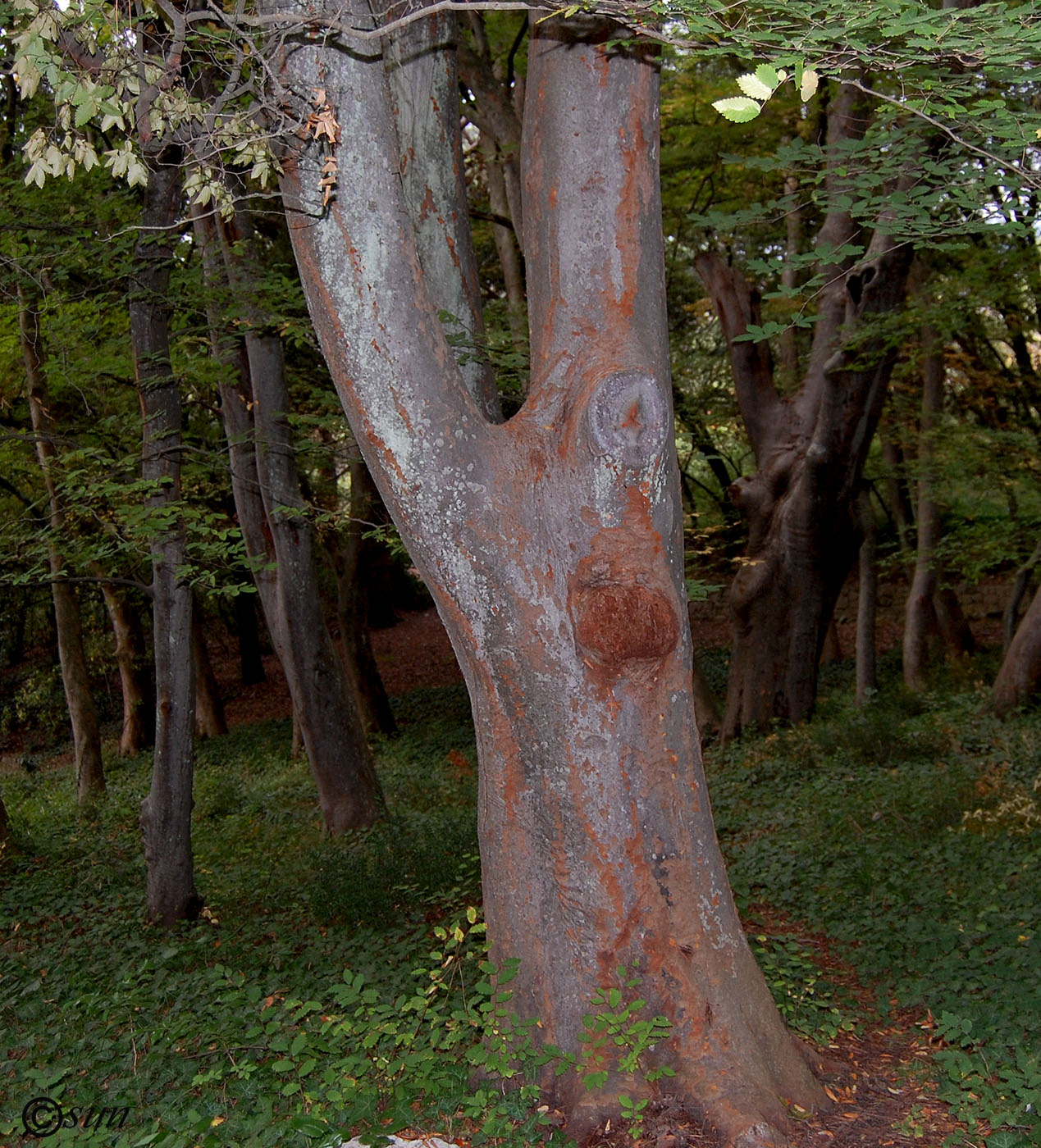 Изображение особи Zelkova carpinifolia.