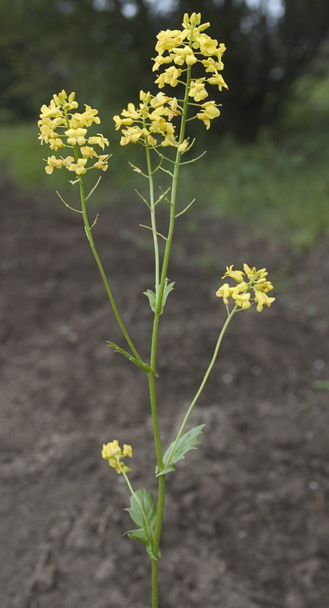 Image of Barbarea arcuata specimen.