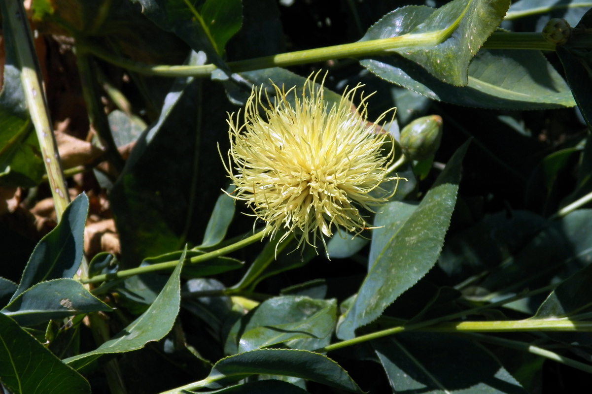 Image of Rhaponticoides turkestanica specimen.