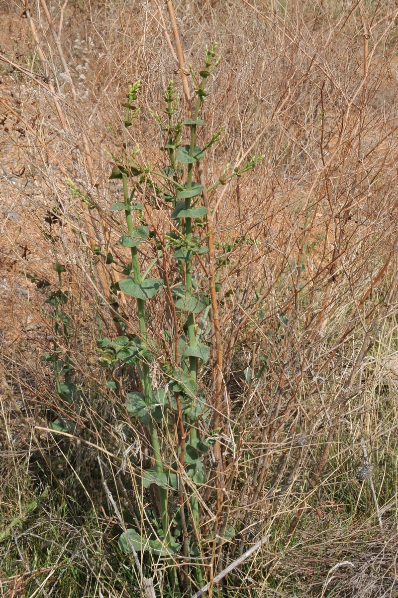 Image of Limonium otolepis specimen.