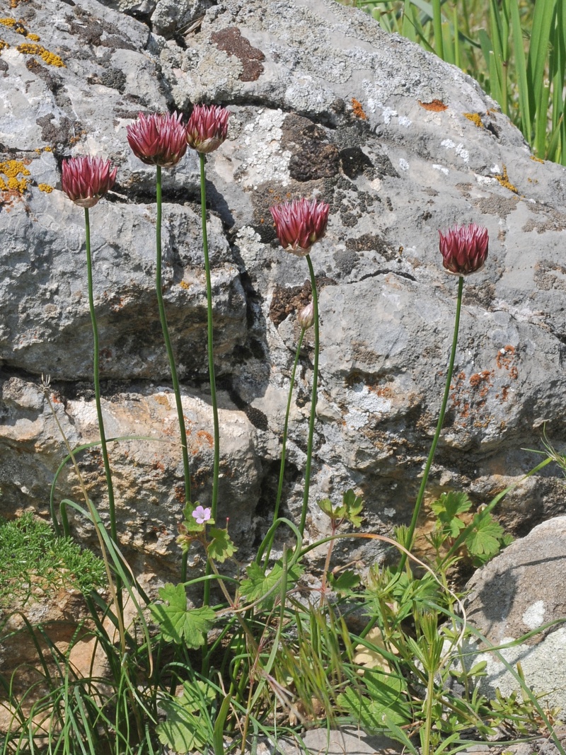 Image of Allium inconspicuum specimen.