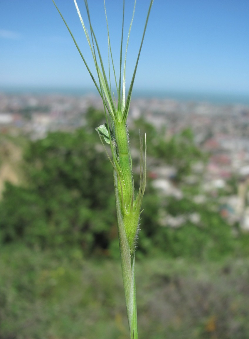 Изображение особи Aegilops biuncialis.