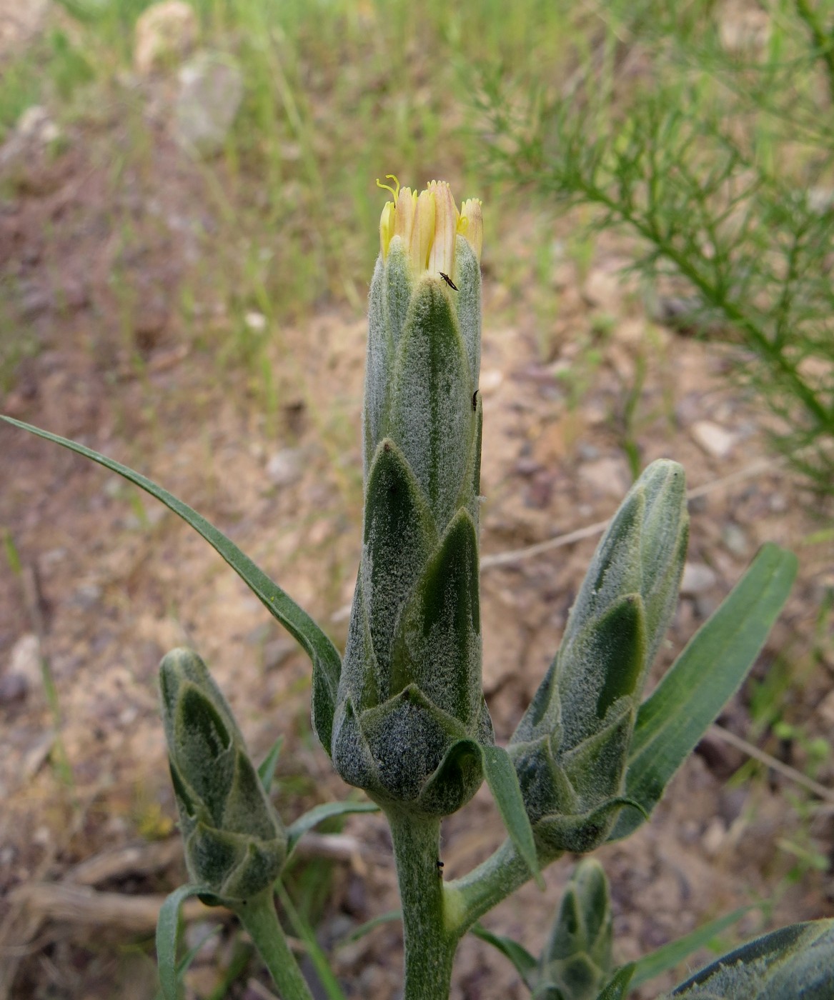 Изображение особи Scorzonera bracteosa.