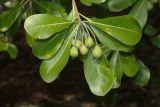 genus Pittosporum