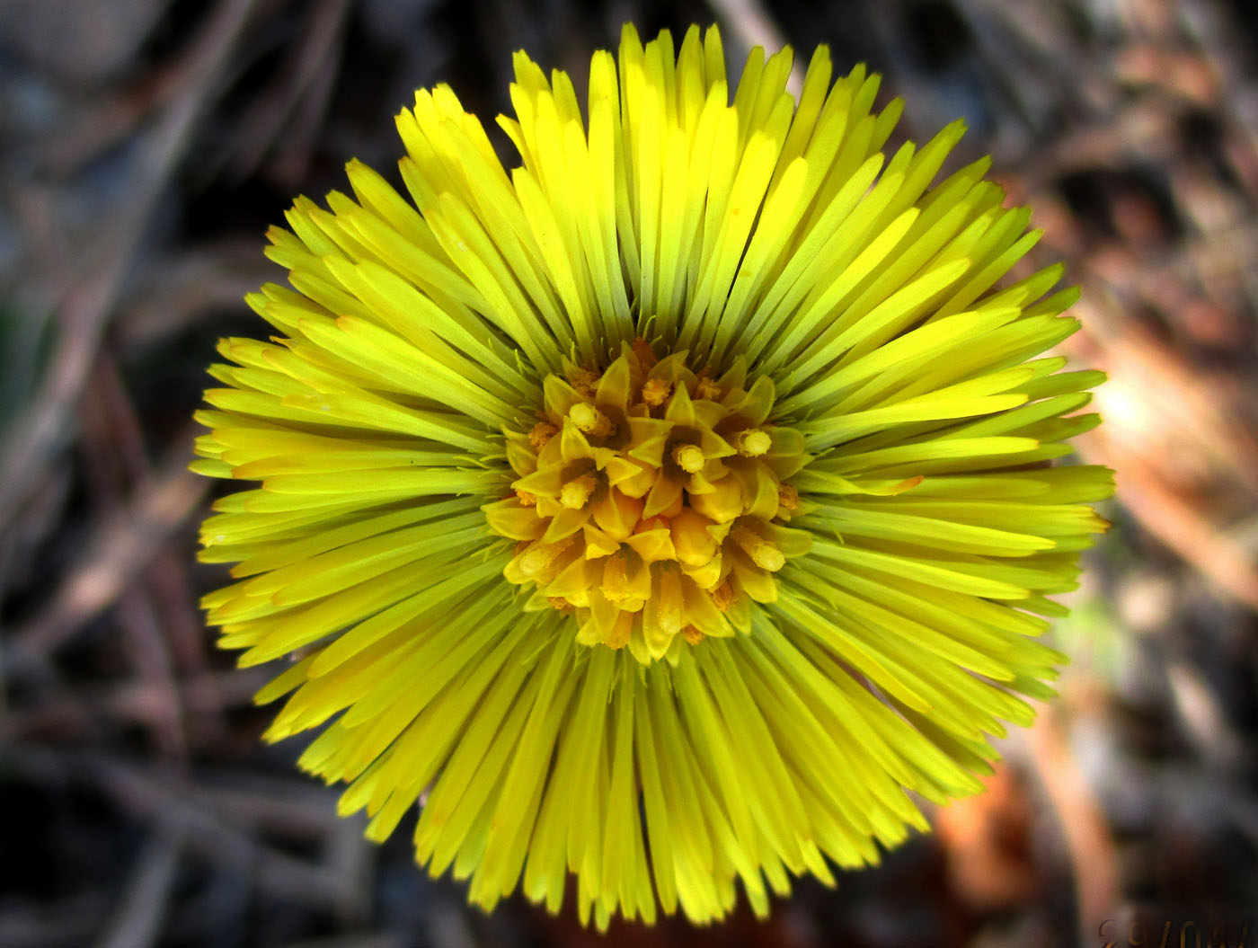 Image of Tussilago farfara specimen.