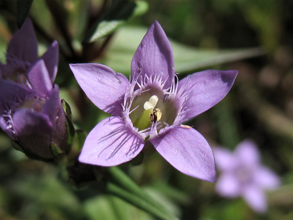 Изображение особи Gentianella amarella.