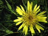 Tragopogon dubius