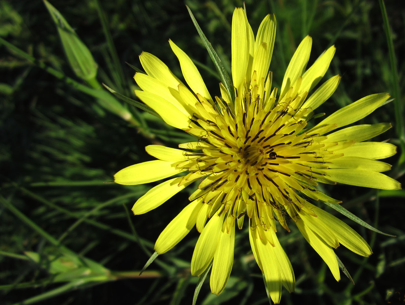 Изображение особи Tragopogon dubius.