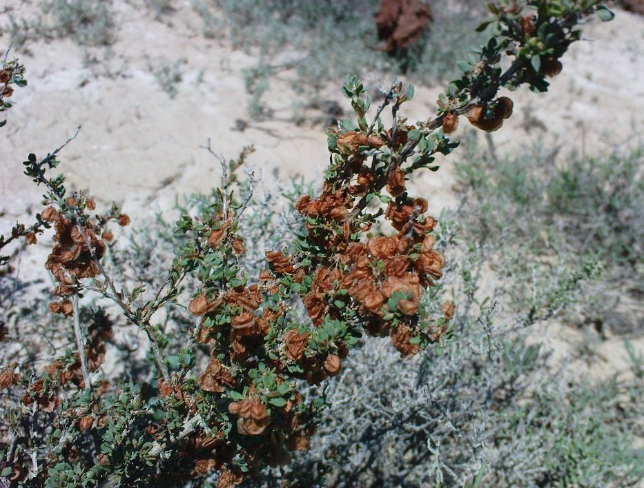 Image of Atraphaxis replicata specimen.