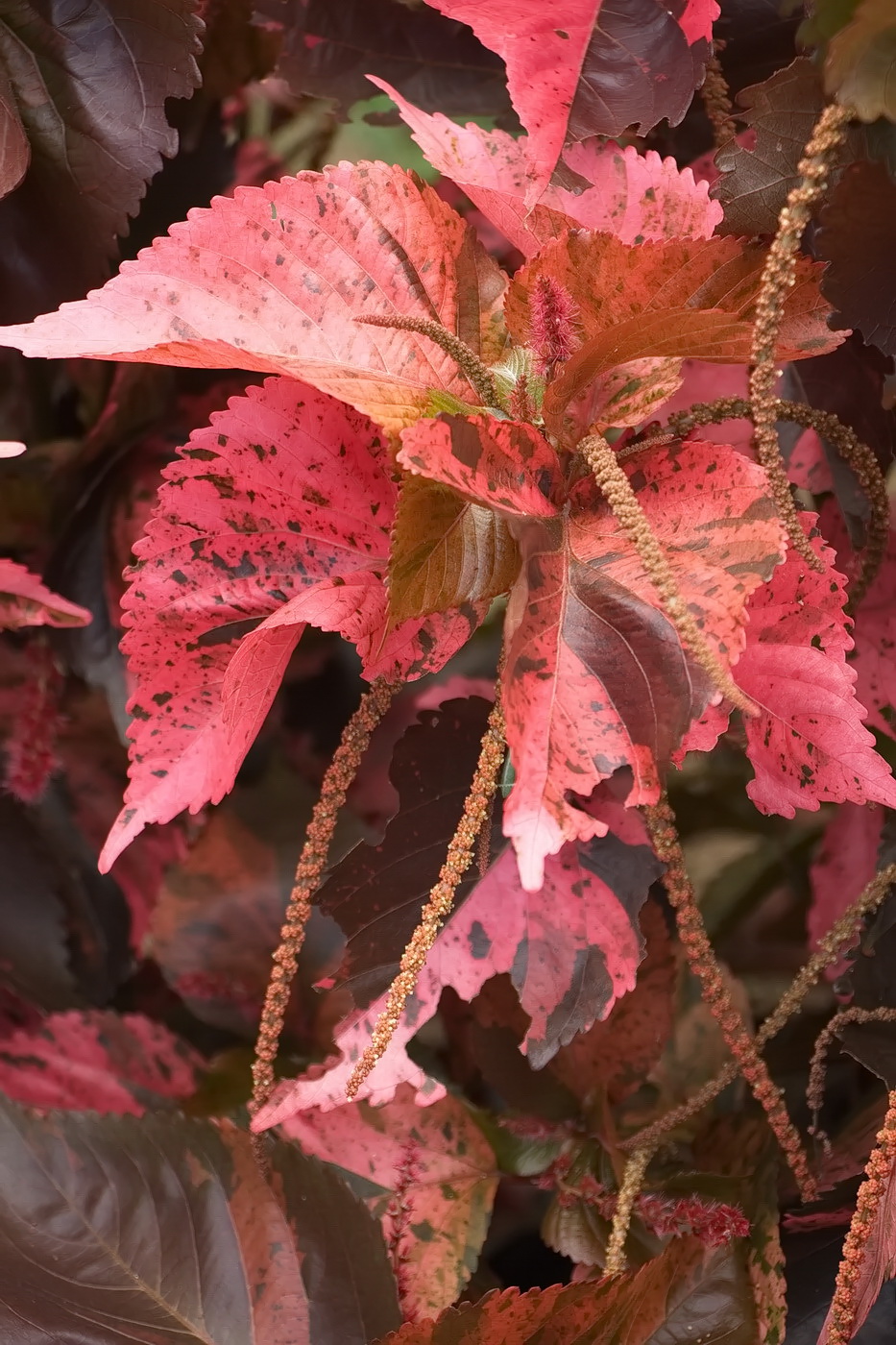 Изображение особи Acalypha wilkesiana.