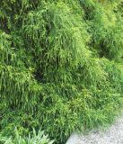 Chamaecyparis pisifera