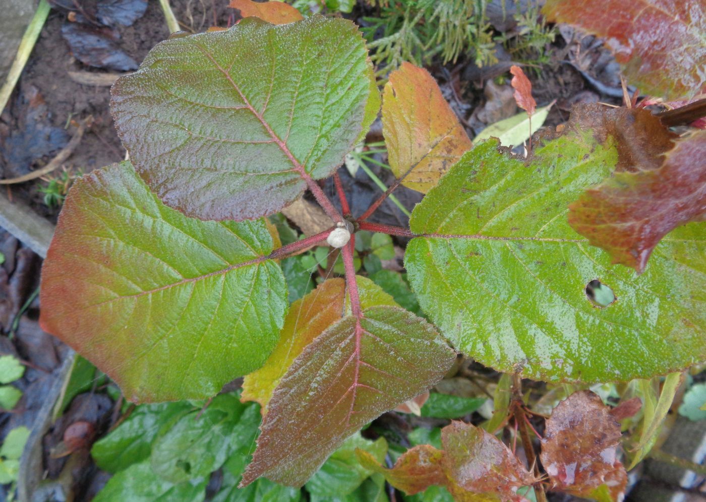 Изображение особи Viburnum lantana.