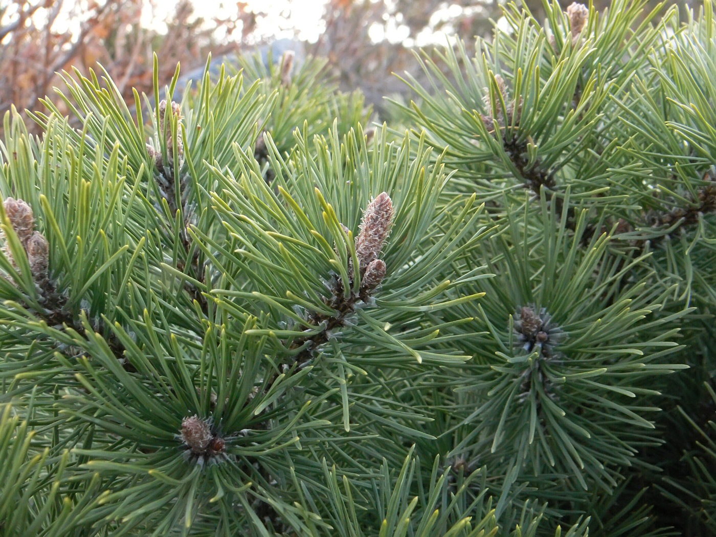 Изображение особи Pinus mugo.