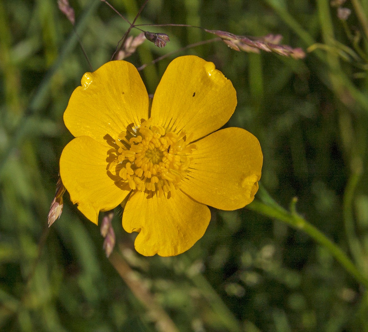 Image of Ranunculus polyanthemos specimen.