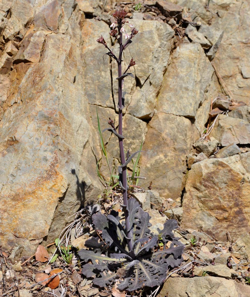 Image of Turritis laxa specimen.