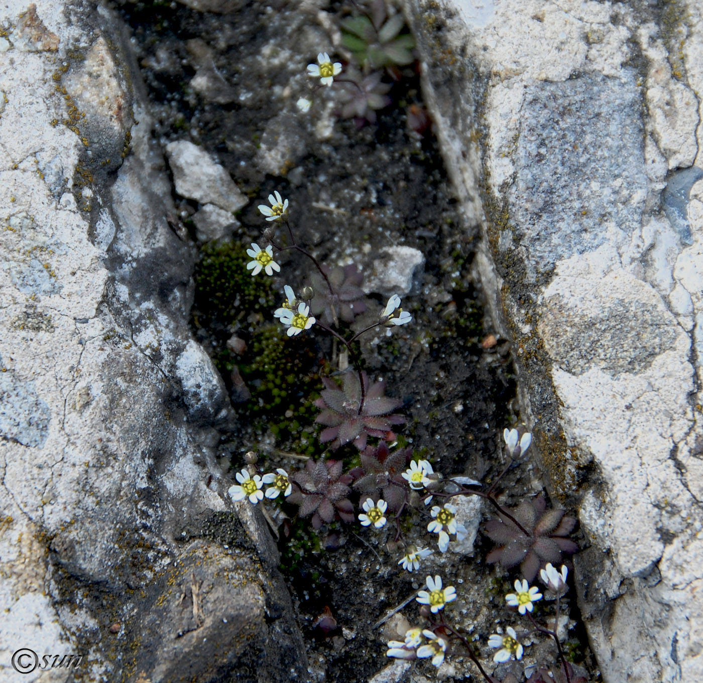 Image of Erophila praecox specimen.