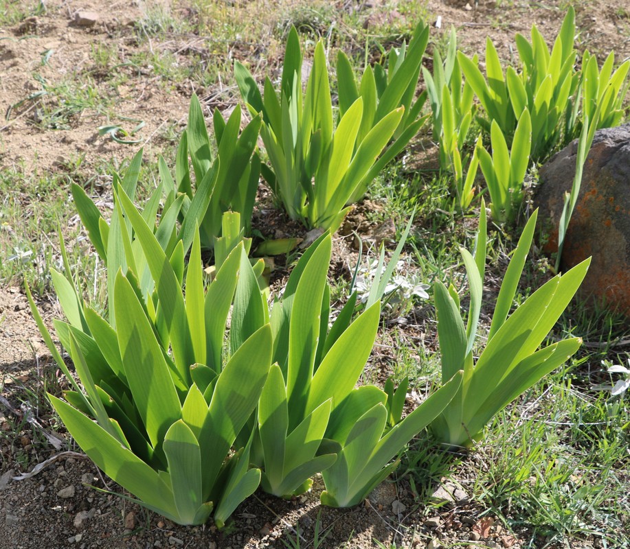 Изображение особи Iris imbricata.