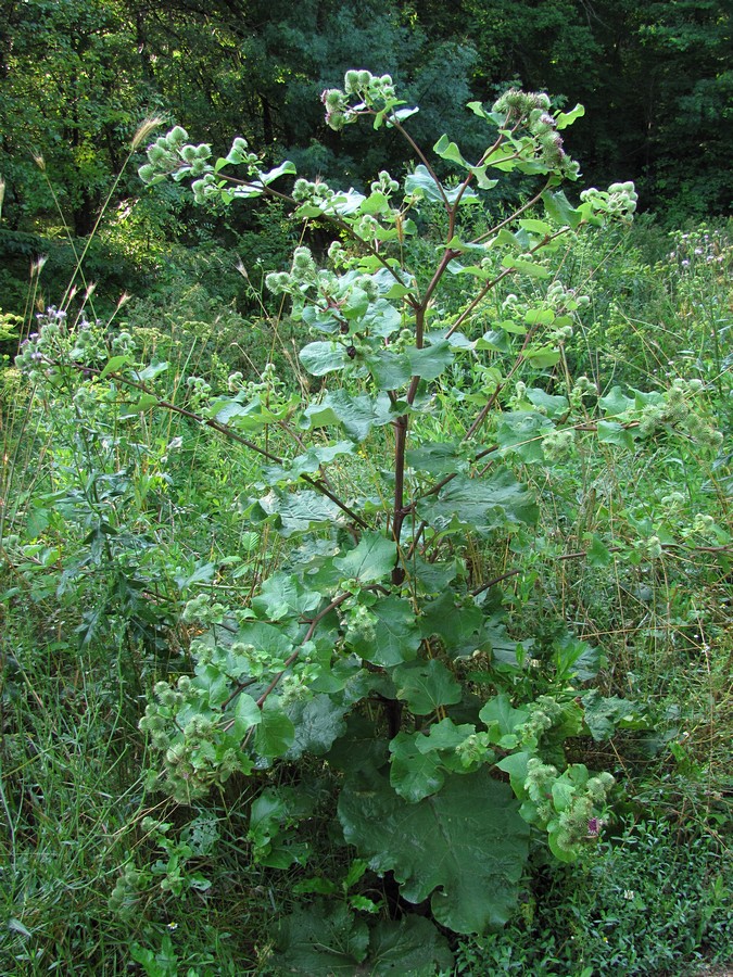 Изображение особи Arctium lappa.