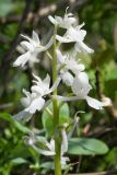 Orchis mascula. Соцветие (белоцветковая форма). Краснодарский край, Анапский р-н, окр. пос. Большой Утриш. Пологий склон небольшой долины, поросшей можжевельниками, 44.766367, 37.402851 28.04.2019.