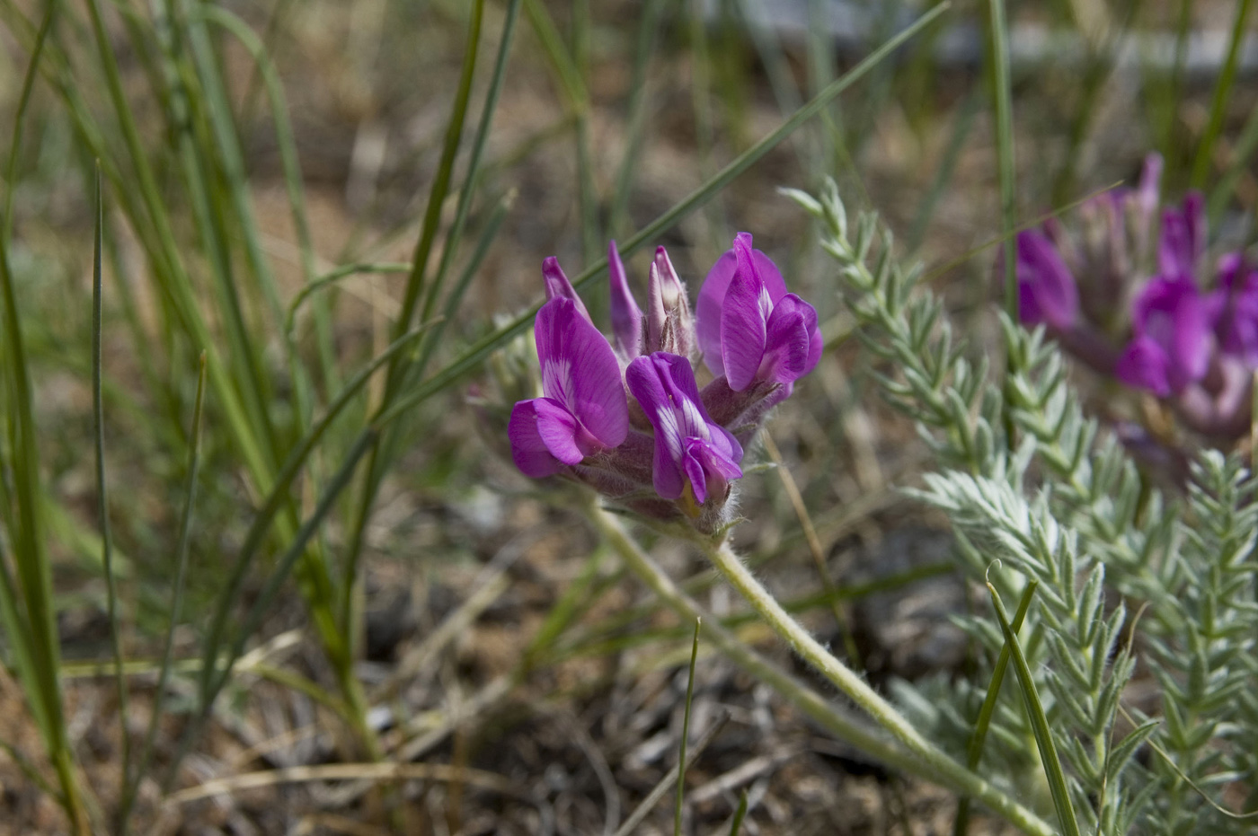 Изображение особи Oxytropis lanata.