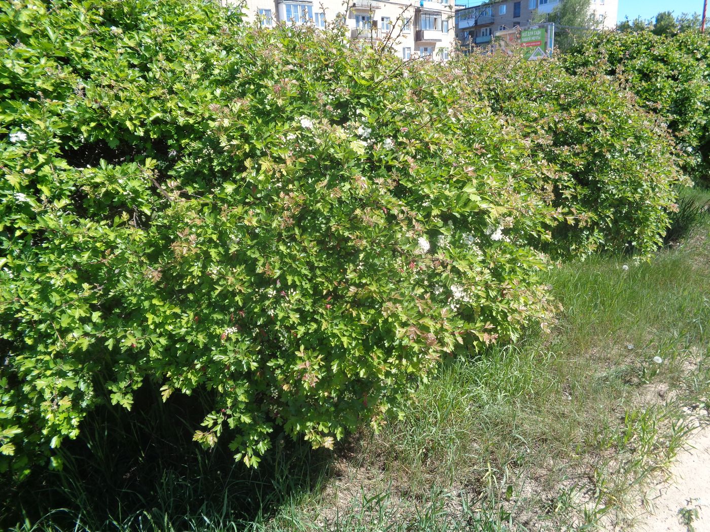 Изображение особи род Crataegus.