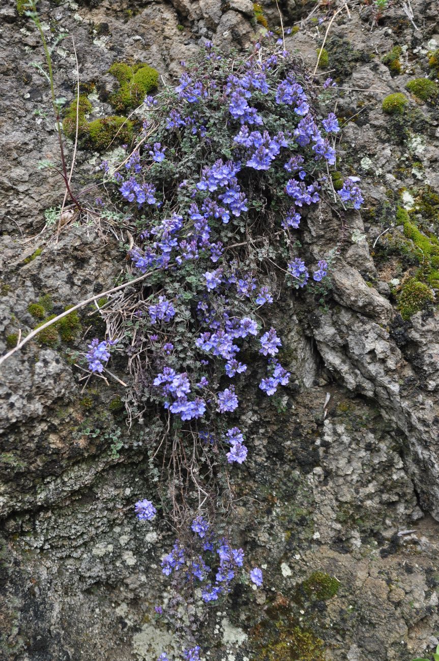 Image of Veronica oltensis specimen.