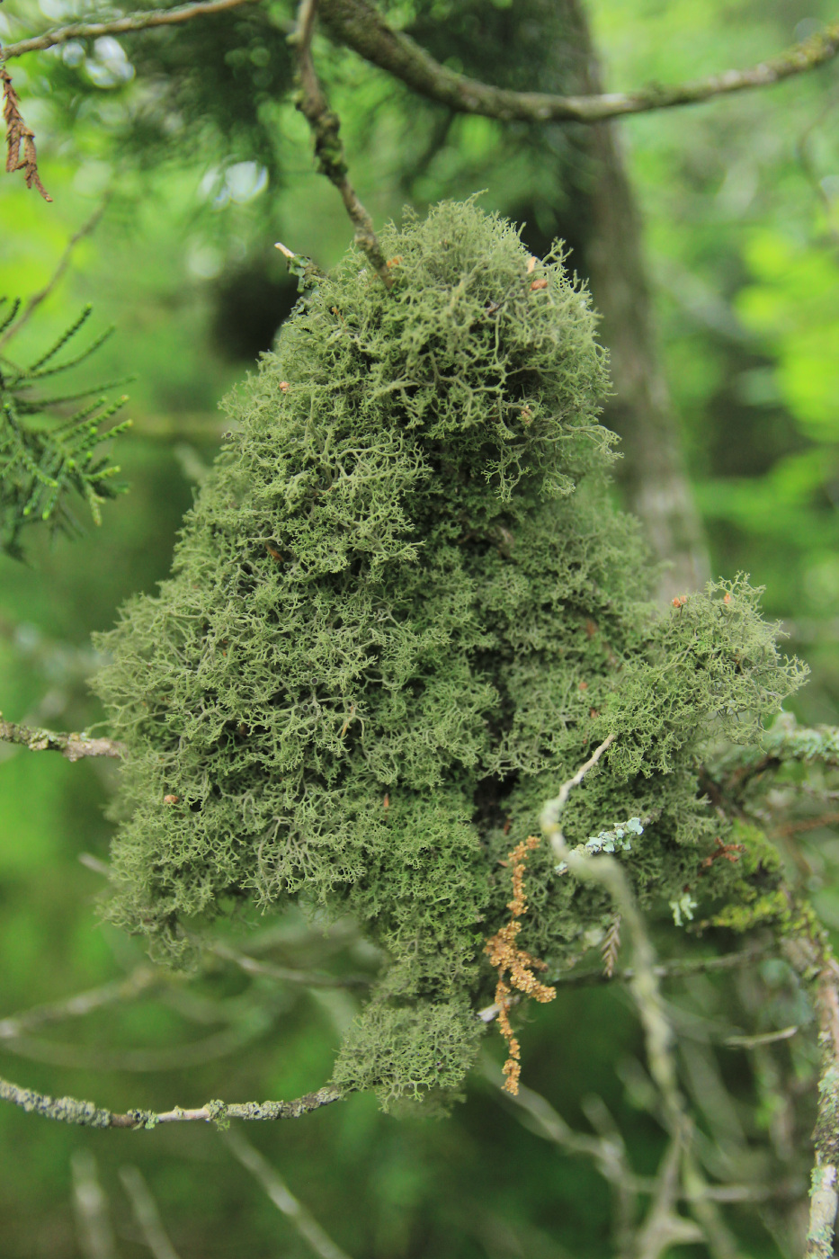 Image of Tornabea scutellifera specimen.