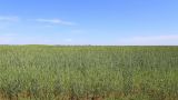 Triticum spelta