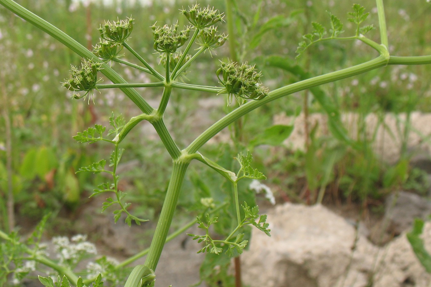 Image of Oenanthe aquatica specimen.