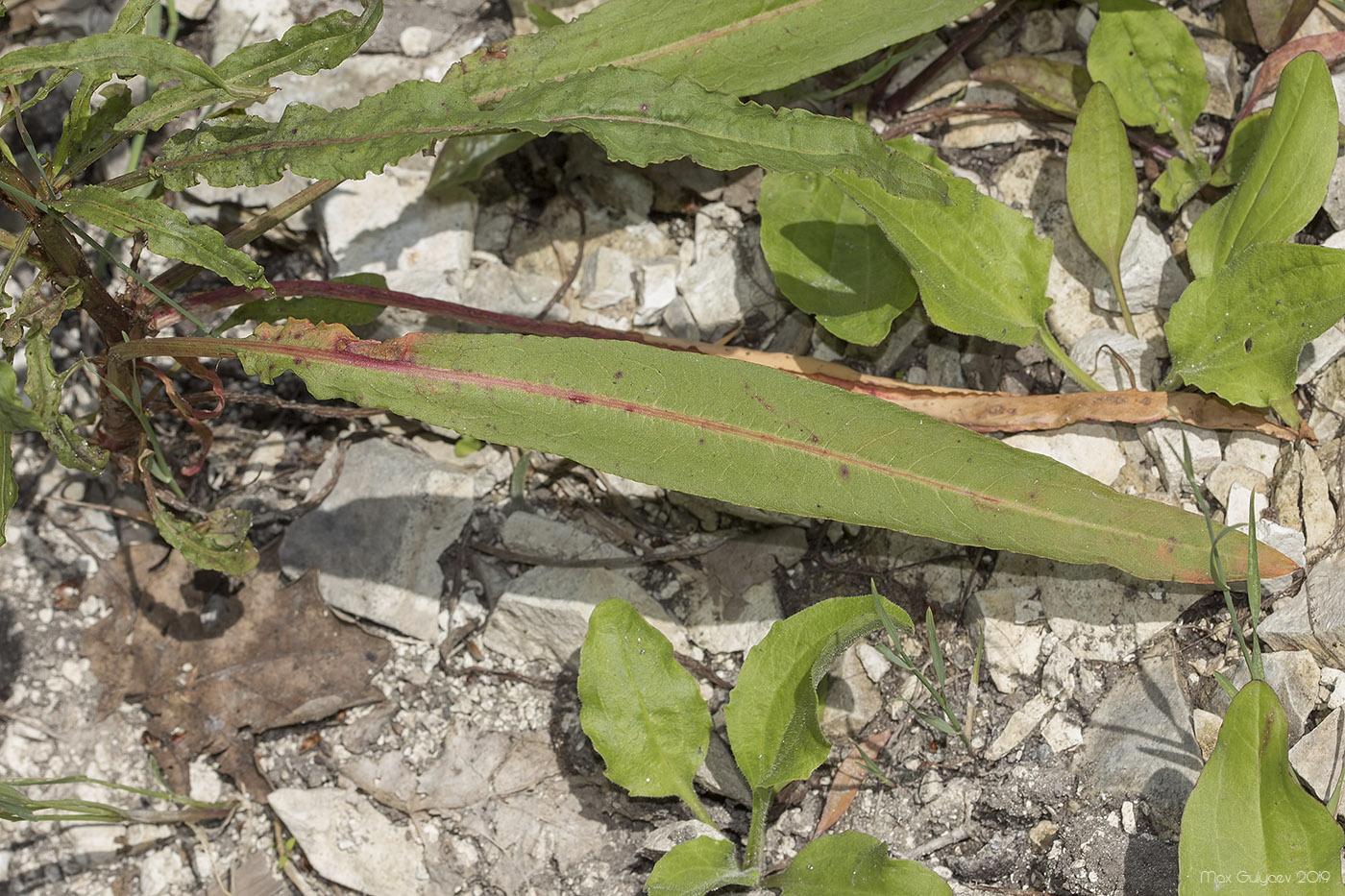 Изображение особи Rumex maritimus.