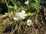 Oxalis acetosella