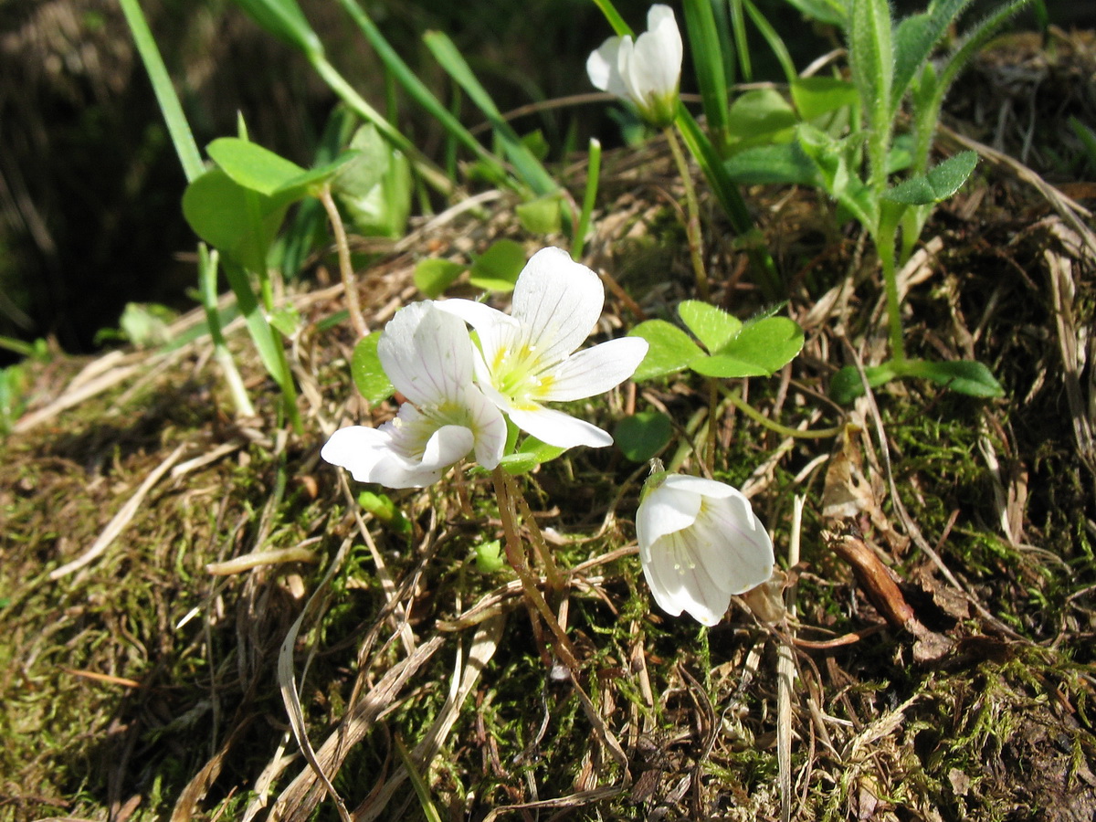 Изображение особи Oxalis acetosella.