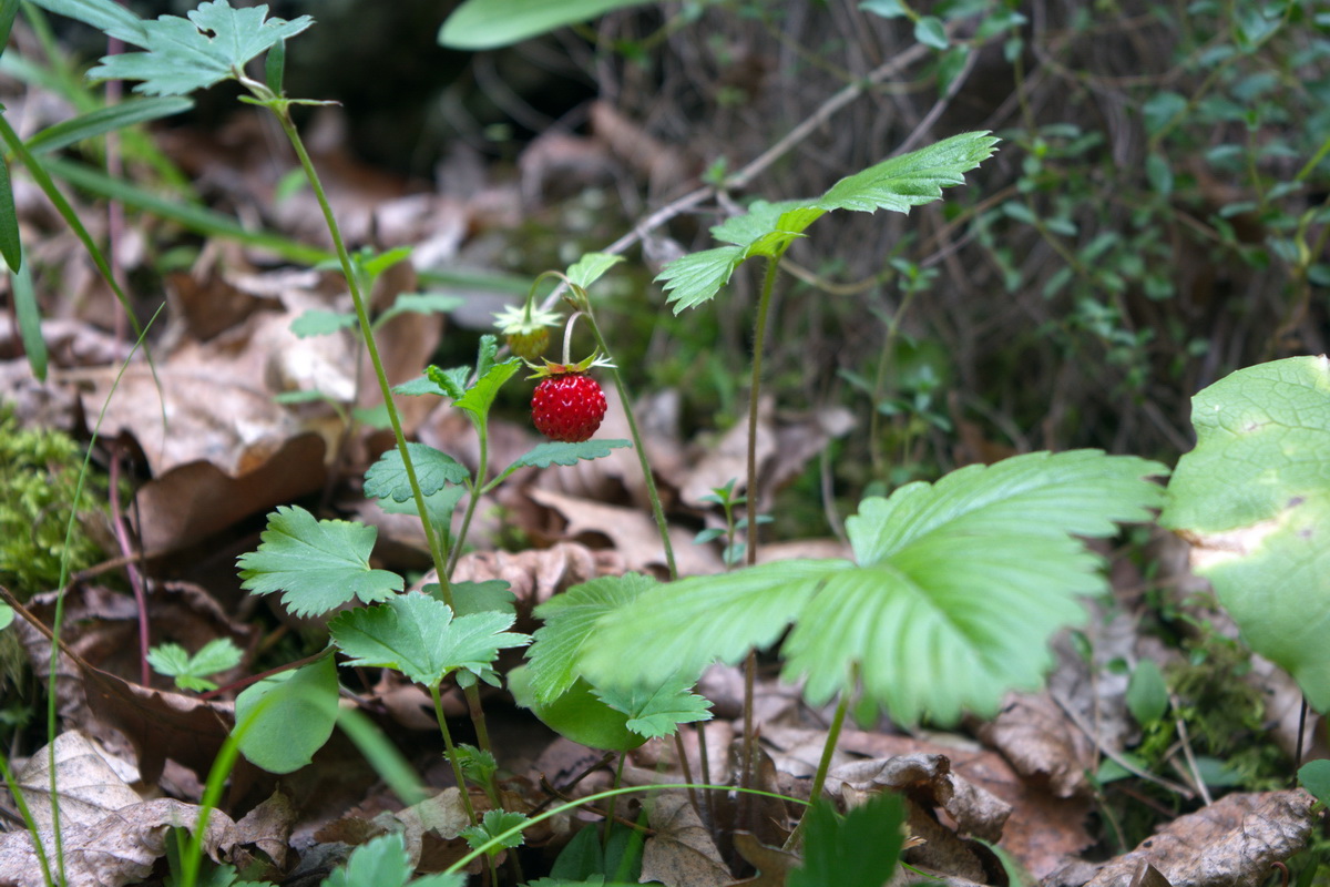 Изображение особи Fragaria vesca.