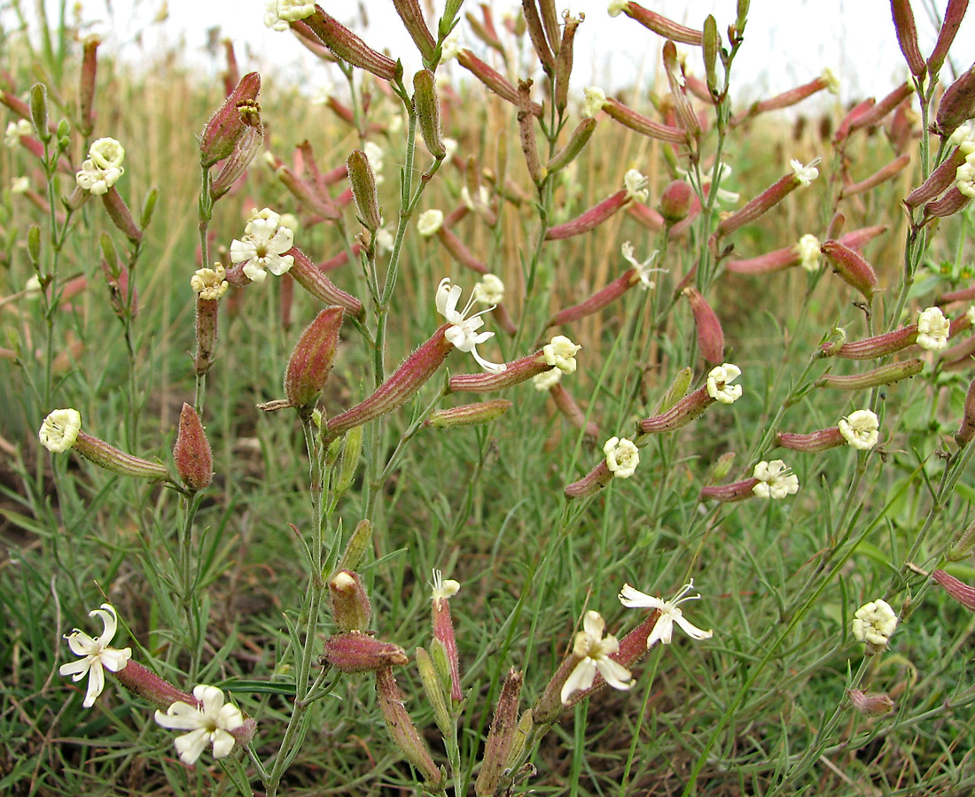 Изображение особи Silene supina.