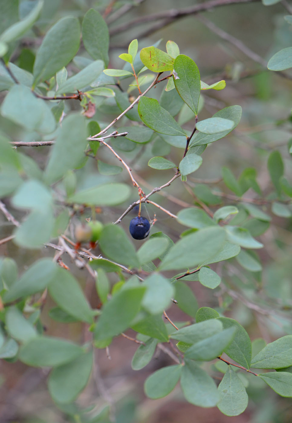 Image of Vaccinium uliginosum specimen.
