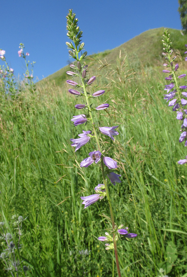 Изображение особи Campanula bononiensis.