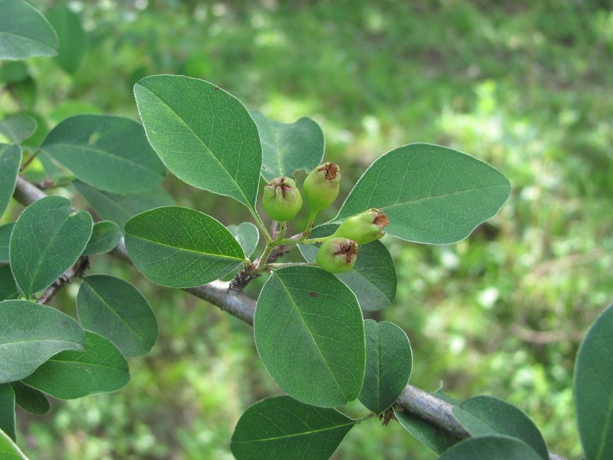 Image of Cotoneaster meyeri specimen.