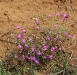 Dianthus versicolor