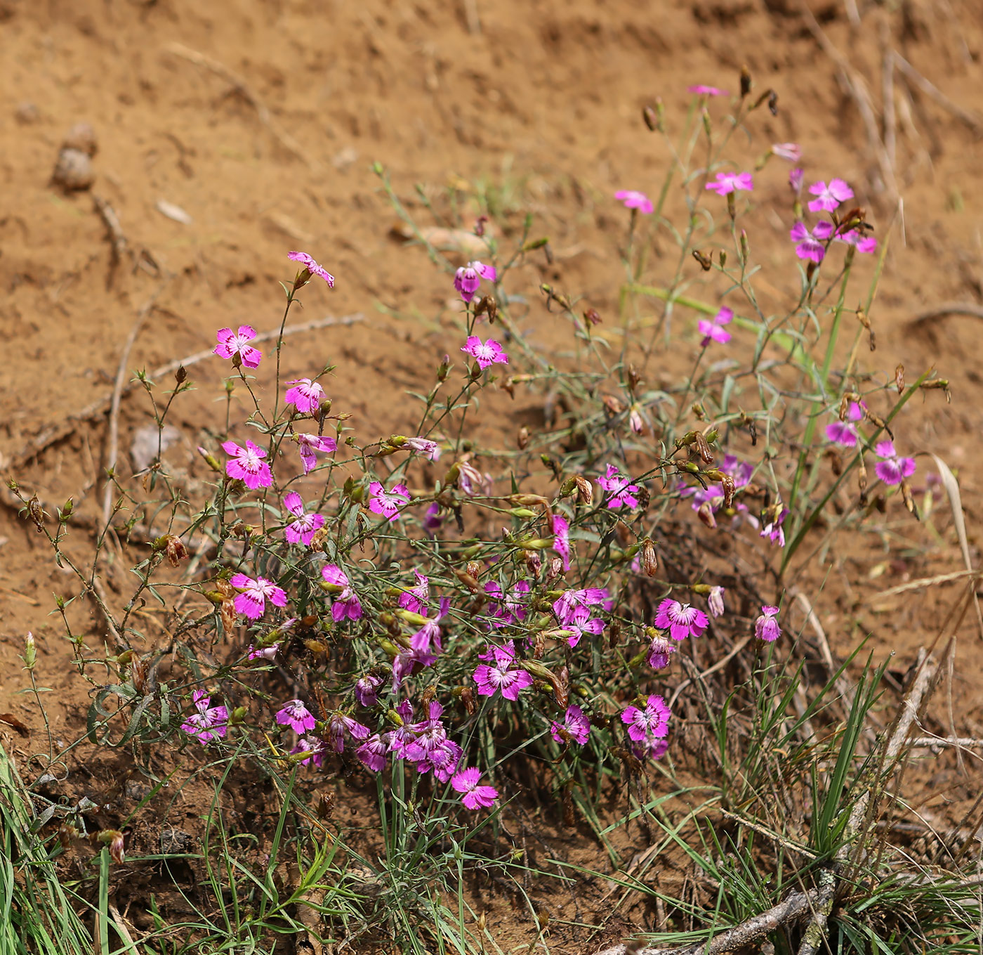 Изображение особи Dianthus versicolor.