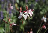 Gaura lindheimeri