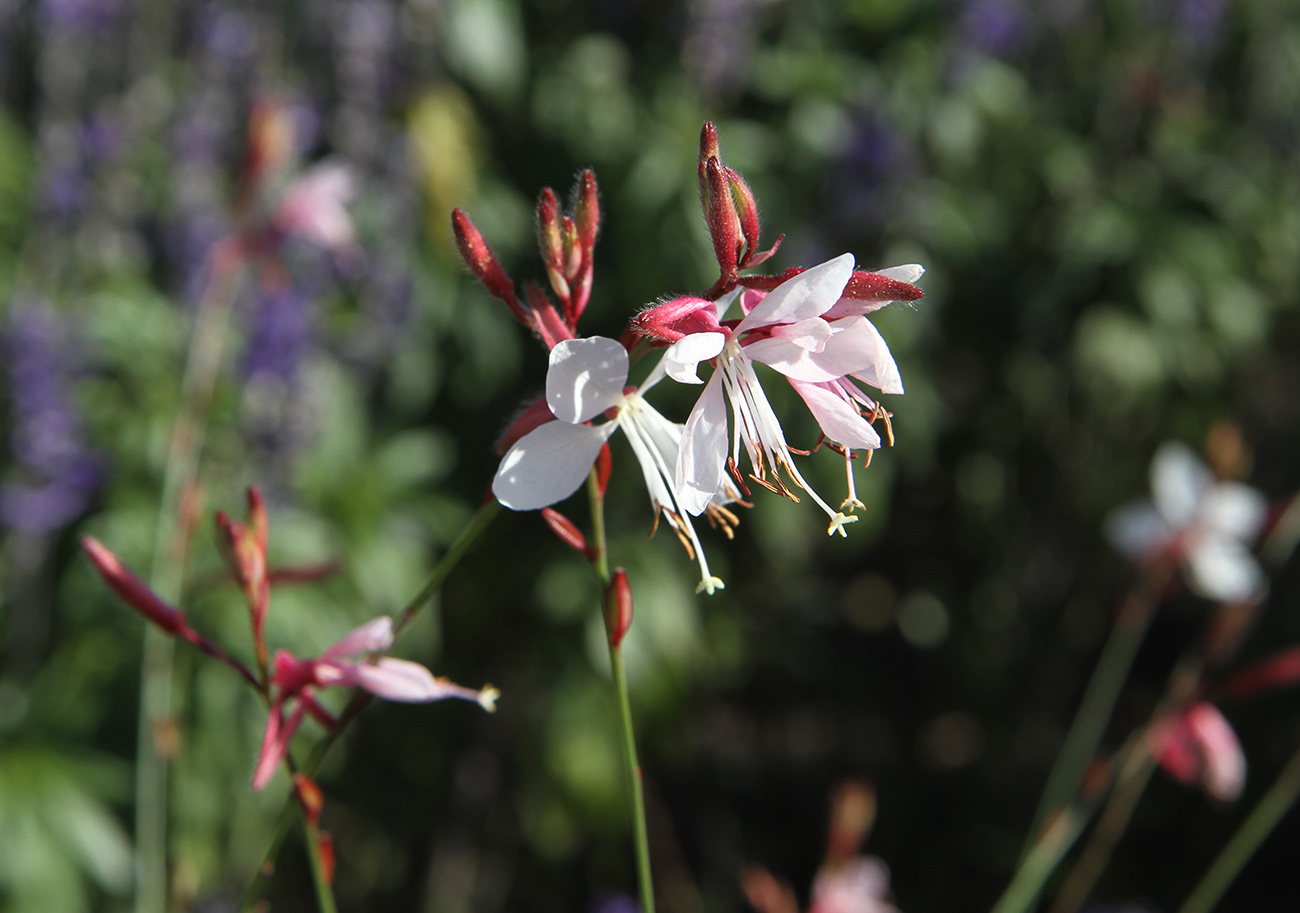 Image of Gaura lindheimeri specimen.