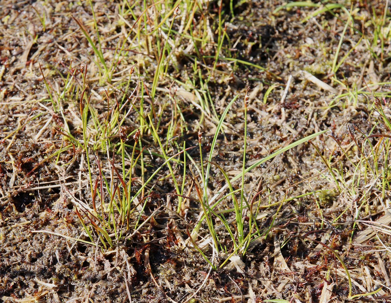 Image of Juncus biglumis specimen.