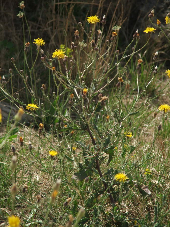 Изображение особи Crepis rhoeadifolia.