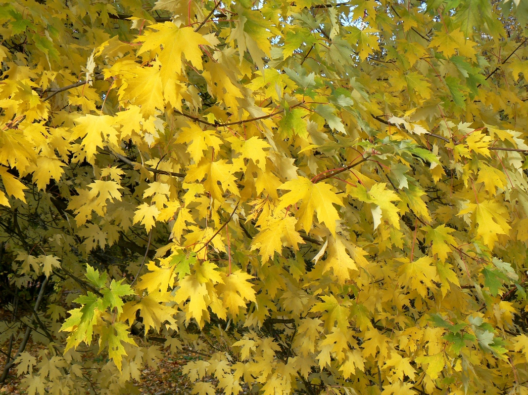 Image of Acer saccharinum specimen.