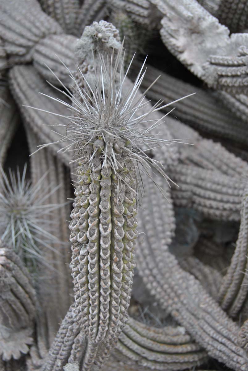 Image of Eulychnia breviflora specimen.